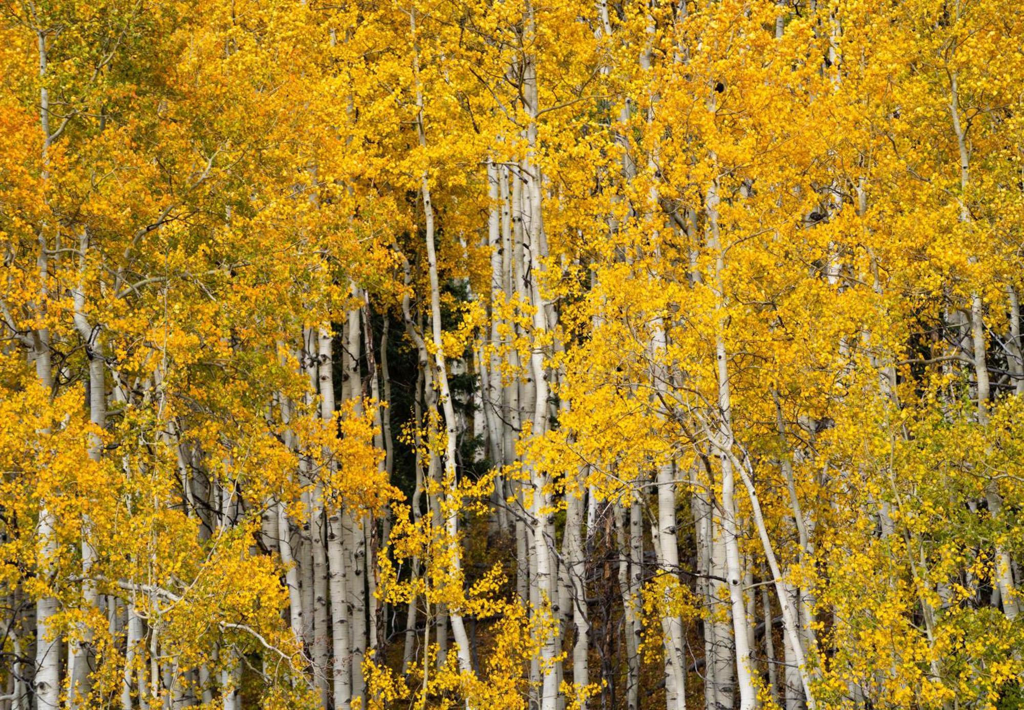 Aparthotel Aspen Springs Angel Fire Exterior foto